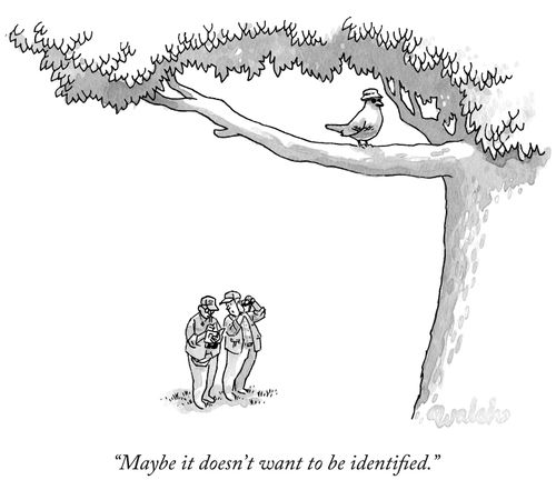 "Maybe it doesn't want to be identified"