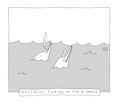 Dolphins Coming Up for a Smole