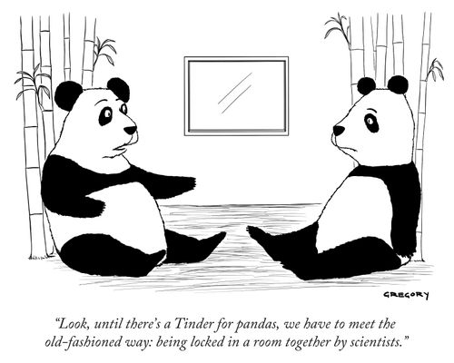 "Look, until there's a Tinder for pandas, we have to meet the old-fashioned way: being locked in a room together by scientists."