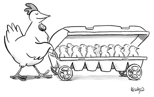 A hen pushes a egg carton on wheels containing her chicks.
