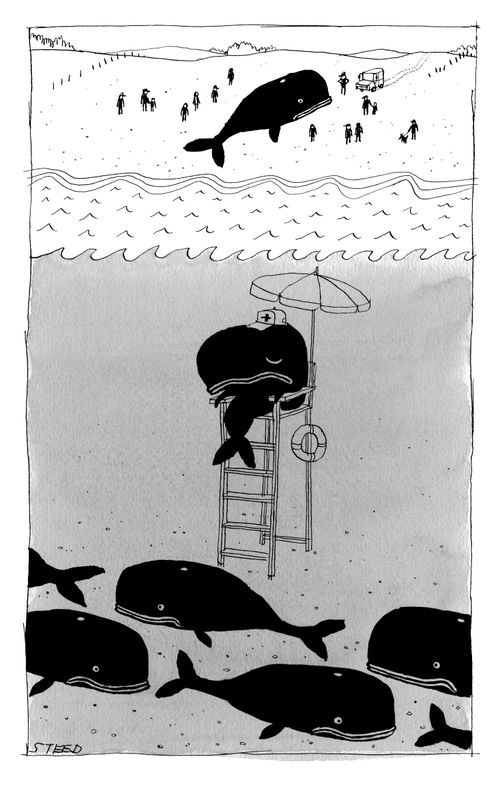 A lifeguard whale underwater fails to notice that a whale has beached himself on a nearby beach.