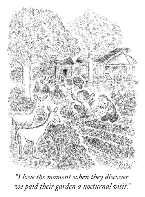 "I love the moment when they discover we paid their garden a nocturnal visit."