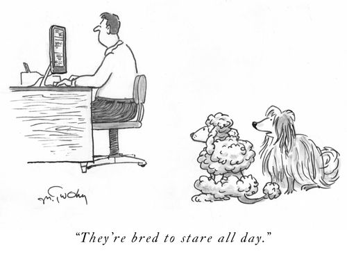 "They'e bred to stare all day."