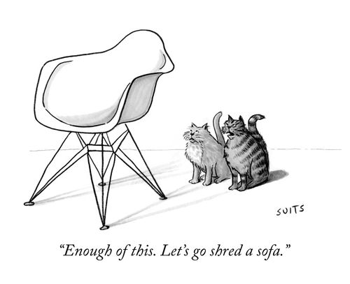 "Enough of this. Let's go shred a sofa."