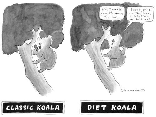 Classic Koala. Diet Koala.