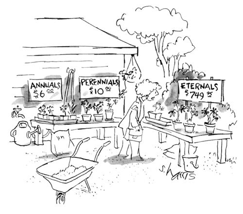 Annuals - Perennials - Eternals