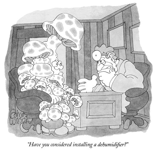 "Have you considered installing a dehumidifier?"