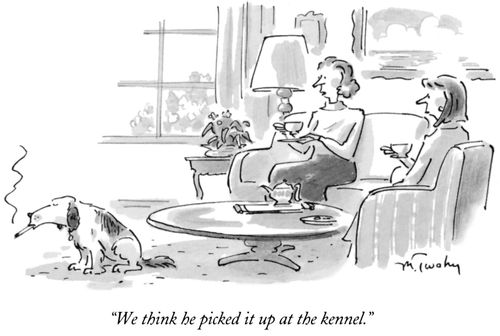 "We think he picked it up at the kennel."