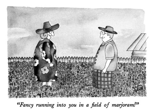 "Fancy running into you in a field of marjoram!"