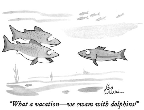 "What a vacation - we swam with dolphins!"