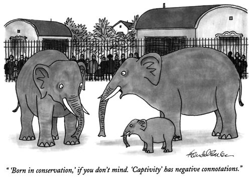 "'Born in conservation,' if you don't mind. 'Captivity' has negative connotations."