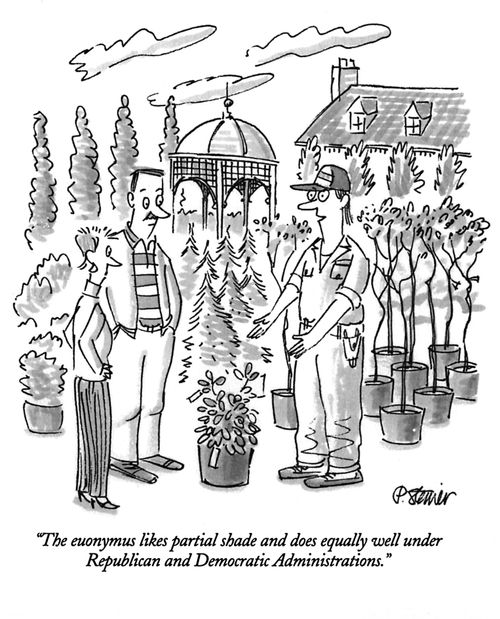 "The euonymus likes partial shade and does equally well under Republican and Democratic Administrations."