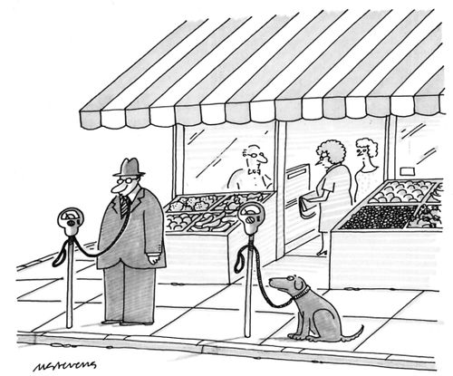 A man and dog are tied to parking meters.