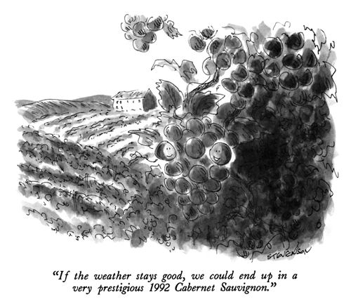 "If the weather stays good, we could end up in a very prestigious 1992 Cabernet Sauvignon."