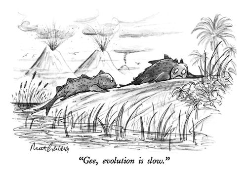 "Gee, evolution is slow."