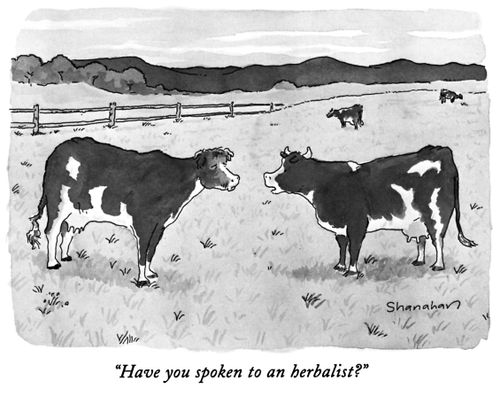 "Have you spoken to an herbalist?"