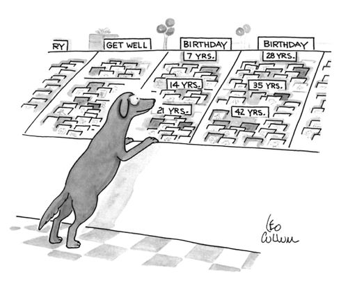 A dog looks at birthday cards in increments of seven years.