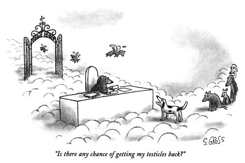 "Is there any chance of getting my testicles back?"