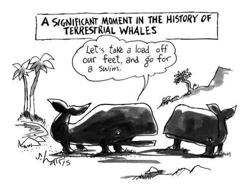 A Significant Moment in the History of Terrestrial Whales'Let's take a load off our feet, and go for a swim.'