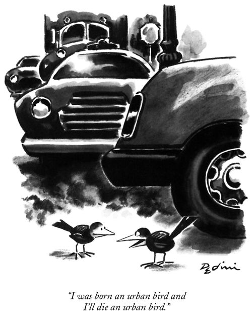 "I was born an urban bird and I'll die an urban bird."