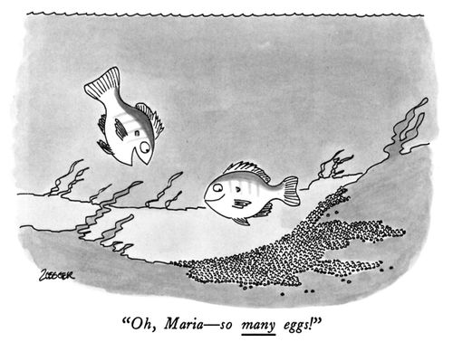 "Oh, Maria — so many eggs!"