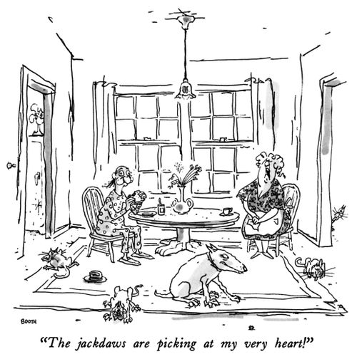 "The jackdaws are picking at my very heart!"