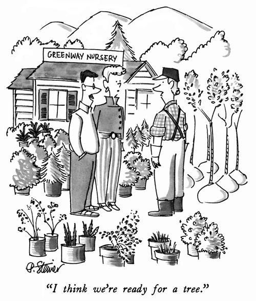 "I think we're ready for a tree."