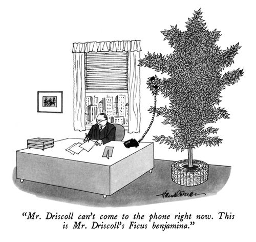 "Mr. Driscoll can't come to the phone right now. This is Mr. Driscoll's Ficus benjamina"