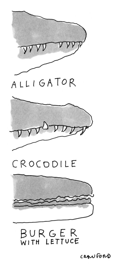 Alligators and Crocodile