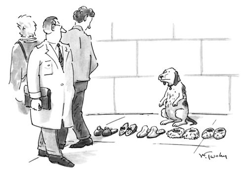 Dog Sells Fetched Slippers