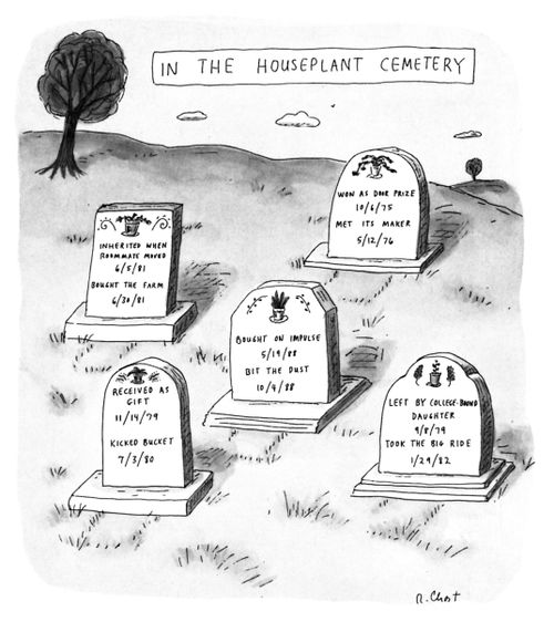 In the houseplant cemetery.