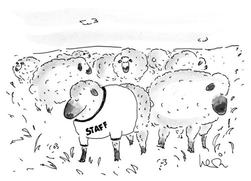 A herd of sheep stand in a field; one sheep is wearing a t-shirt that reads "Staff".
