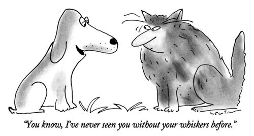 "You know, I've never seen you without your whiskers before."