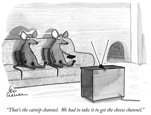 "That's the catnip channel. We had to take it to get the cheese channel."