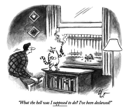"What the hell was I supposed to do? I've been declawed!"