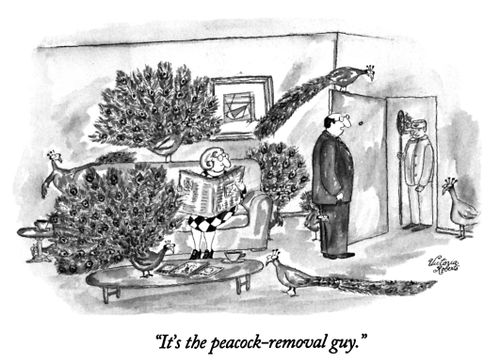 "It's the peacock-removal guy."