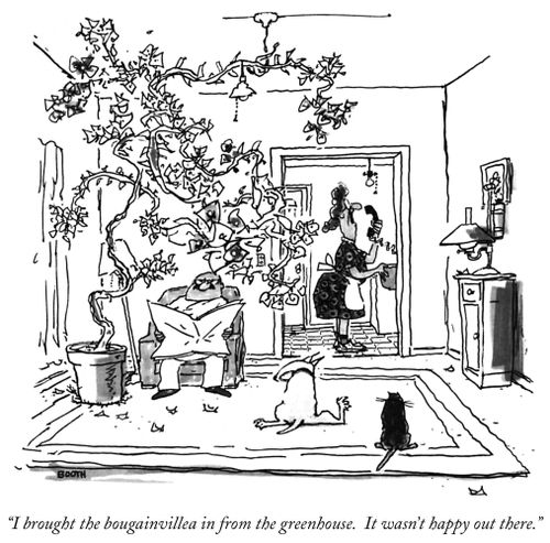 "I brought the bougainvillea in from the greenhouse. It wasn't happy out there."