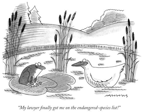 "My lawyer finally got me on the endangered-species list!"