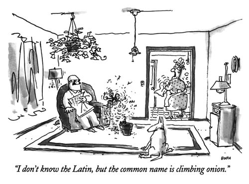 "I don't know the Latin, but the common name is climbing onion."