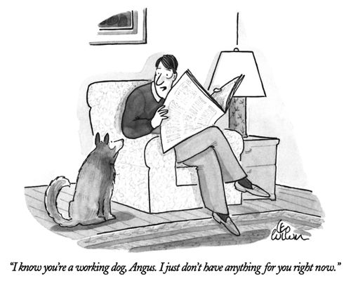"I know you're a working dog, Angus. I just don't have anything for you right now."