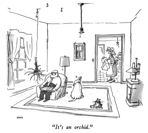"It's an orchid."