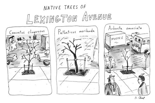 Native trees of lexington avenue