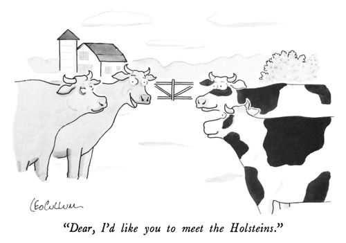 "Dear, I'd like you to meet the Holsteins."