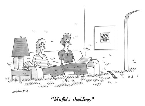 "Muffie's shedding."