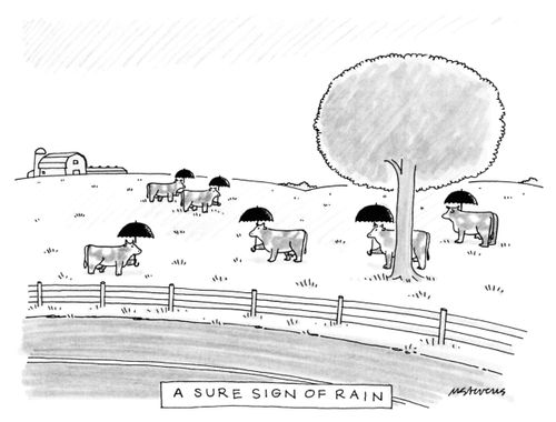 A sure sign of rain
