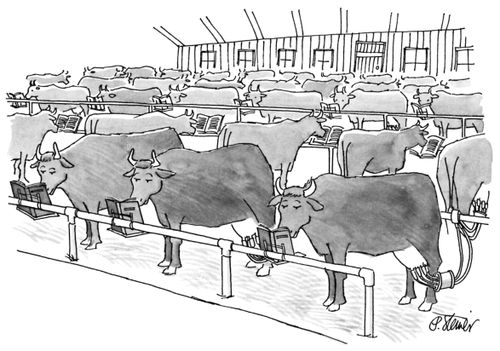 A cowshed full of dairy cows reading books.