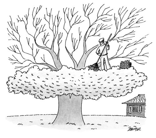 A man rakes a tree