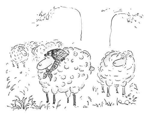 Sheep In Curlers