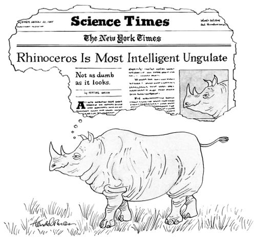 Rhinoceros Is Most Intelligent Ungulate