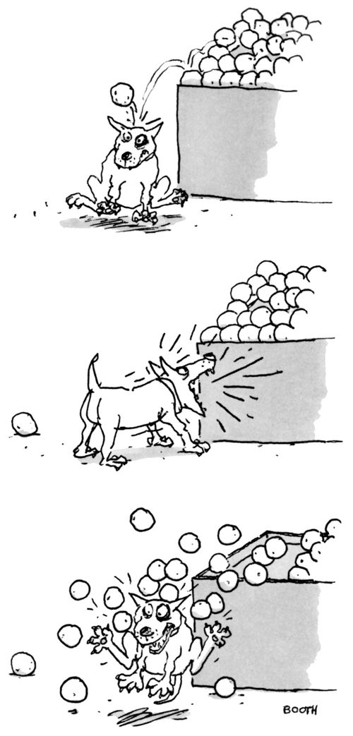 Dog barks at a pile of fruit causing it to fall on his head.